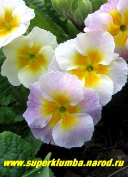 Примула гибридная «ХАМЕЛЕОН №3 «ЯБЛОНЕВЫЙ ЦВЕТ». Меняет цвет с лимонно-белого на нежно-розовый, крупноцветковая, высота до 20 см, цветет апрель-май, НЕТ В ПРОДАЖЕ