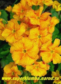 Примула гибридная «ЖЕЛТО-ОРАНЖЕВАЯ №2″, оранжево-желтые цветы с терракотово-красной штриховкой по краю, усиливающейся по мере роспуска, крупноцветковая, высота до 25 см, цветет апрель-май.  НЕТ В ПРОДАЖЕ