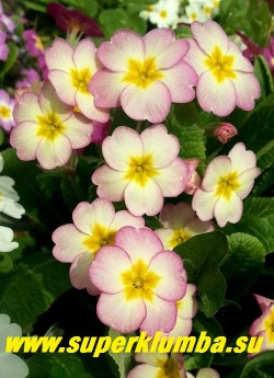 Примула гибридная "НЕЖНО-РОЗОВАЯ"  белые цветы с нежно-розовым румянцем и   небольшой желтой звездочкой в центре,  высота  до 15 см ,цветет в мае. НОВИНКА!  НЕТ В ПРОДАЖЕ .