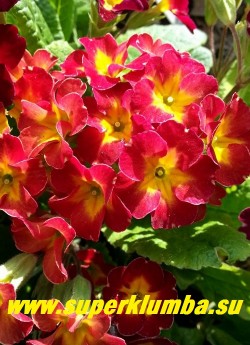 Примула гибридная "КРАСНО-МАЛИНОВАЯ №3" Крупные светящиеся красно-малиновые цветы с волнистыми лепестками и желтой звездой в центре. Высота 15 см,  цветет в мае-июне, НОВИНКА!   ЦЕНА 250 руб (штука)