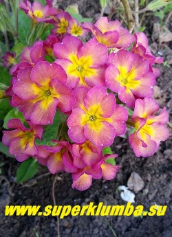 Примула гибридная "ДЫМЧАТО-РОЗОВАЯ"  крупные  дымчато-розовые цветы с небольшой желтой звездочкой в центре,  высота  до 20 см ,цветет в мае, НЕТ В ПРОДАЖЕ