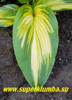 Хоста ФЁСТ ЛАВ (Hosta First Love)  Листья желто-зеленые, постепенно светлеющие до кремовых, с неравномерно-зеленым перьевидным краем, с язычками цвета шартрез к центру.  НОВИНКА! ЦЕНА 1200 р (1 шт).