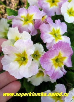 Примула гибридная «ХАМЕЛЕОН №7″. Крупноцветковая с волнистыми лепестками, меняет цвет с белого на темно-малиновый, высота до 15 см, цветет апрель-май, НЕТ В ПРОДАЖЕ