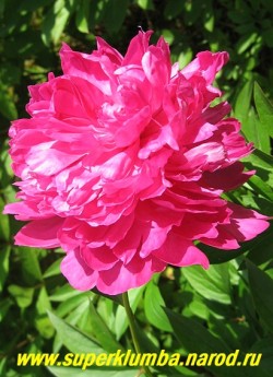 пион молочноцветковый АЛЕКСАНДР ФЛЕМИНГ (Paeonia lactiflora  Dr Alexander Fleming)  В начале роспуска цветок малиново-розовый, затем по мере роспуска 

цветок светлеет до насыщенно-розового. ЦЕНА 400-700 руб. (деленка 2-4 почки)