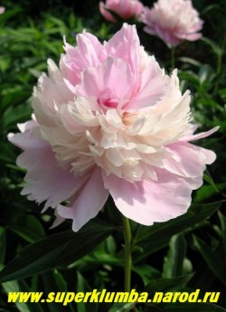 пион молочноцветковый УОППЕР (Paeonia lactiflora Whopper) часто у этого сорта из кремового центра цветка прорываются крупные ярко -розовые лепестки и цветок становится еще интереснее. Редкий и красивый сорт!  ЦЕНА 500-800 руб (деленка 2-4 почки)
