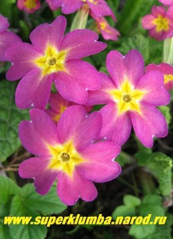 Примула гибридная "РОЗОВАЯ С СИРЕНЕВОЙ ДЫМКОЙ". Звездообразные темно-розовые цветы с сиреневой дымкой, высота 10-12 см, цветет в мае, ЦЕНА 200 руб (штука)