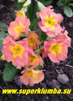 Примула гибридная "ОРАНЖЕВО-РОЗОВАЯ"  оранжево-розовые цветы с небольшой желтой звездочкой в центре,  крупноцветковая, высота до 15 см,  цветет в мае, НЕТ В ПРОДАЖЕ