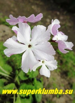 Примула Зибольда "ХАМАНОНО КАСАНЕ"  (Рrimula sieboldii "Hamanono Kasane")  Цветок  крупным планом. НОВИНКА!  ЦЕНА 350 руб (1 штука)
