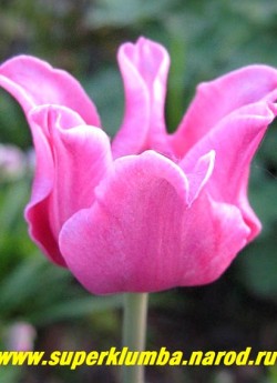 Тюльпан ПИКЧЕ (Tulipa Picture) простой поздний. Розово-сиреневый с причудливо изогнутыми лепестками, высота 45-55 см.ЦЕНА 100 руб (1 лук)