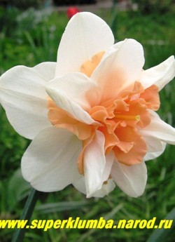 Нарцисс "ДЕЛЬНАШО" (Narcissus "Delnashaugh") Махровый, белые лепестки околоцветника с розовой коронкой, высота 35-40 см, среднепоздний.    НЕТ  В ПРОДАЖЕ