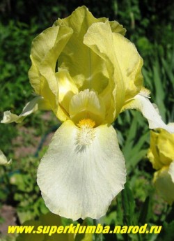 Ирис БЛЕССЕД ЭГЕЙН (Iris Blessed Again)  бордюрный, канареечный верх и бело-лимонный низ, золотистая бородка. Очень обильный и неприхотливый. Среднего срока цветения, высота до 50 см, ЦЕНА 200 руб или 400 руб (кустик из 2-3 шт)