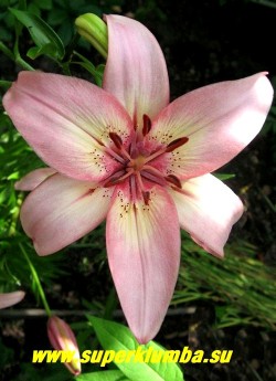 Лилия ШУГА ДЖЕВЕЛ (Lilium  Sugar Jewel) Цветок крупным планом.   НЕТ В ПРОДАЖЕ