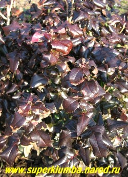На фото пурпурно-фиолетовая окраска листвы МАГОНИИ ПАДУБОЛИСТНОЙ (Мahonia aquifolia) весной. ЦЕНА 300-500 руб (3-5 летки)