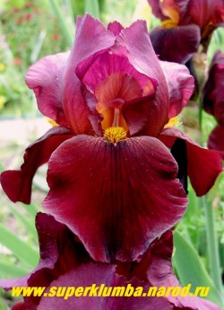Ирис БИГ ИССЬЮ (Iris Big Issue)  бордюрный, Каштановые верхние лепестки и бархатные темно-красно-каштановые нижние. Бородка коричневая , среднего срока цветения, высота до 50 см, ЦЕНА 250 руб