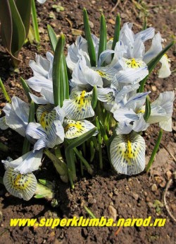 Кустик ИРИСА СЕТЧАТОГО "КАТАРИНА ХОДЖКИН" (Iris reticulata "Katharine Hodgkin") в моем саду весной. Самый ранний, расцветающий вместе с подснежниками ирис. Неприхотлив, но любит хорошо дренированную почву. НЕТ В ПРОДАЖЕ