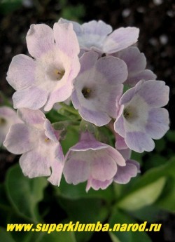 Примула ушковая "СВЕТЛО-СИРЕНЕВАЯ" (Primula аuricula) светло-сиреневая с белым центром, с ароматом, высота до 15см, цветет май-июнь, НОВИНКА! ЦЕНА 350 руб. (штука) НЕТ НА ВЕСНУ