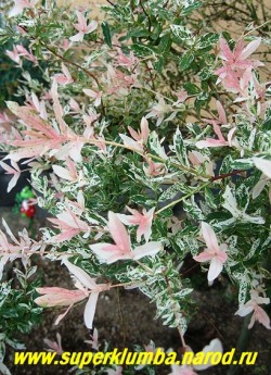 ИВА ЦЕЛЬНОЛИСТНАЯ "Хакуро Нишики" (Salix integra "Hacuro-nishiki") Листва крупным планом.Молодые листья розового цвета . На более старых листьях розовый цвет меняется на кремовый, высота 1-1,5м. НЕТ В ПРОДАЖЕ