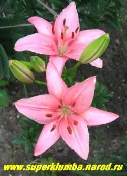 Лилия ПИНК СУПЕРИОР (Lilium  Pink Superior) Азиатский гибрид, цветы ярко-розовые с малиновым оттенком, по мере отцветания светлеют,  без краспа,  цветет июль, высота до 80 см., НЕТ В ПРОДАЖЕ
