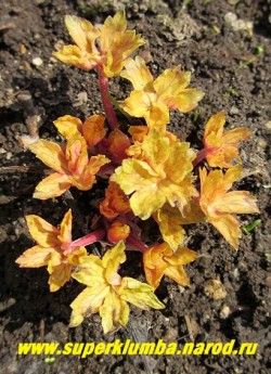 ГЕРАНЬ ЮШИНОЙСКАЯ "Конфетти" (Geranium yoshinoi "Confetti" ) на фото яркая кремово-розовая весенняя окраска.  НЕТ В ПРОДАЖЕ