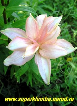 Лилия "АФРОДИТА" (Lilium  Aphrodite) Азиатский гибрид. Махровая нежно-розовая лилия. Цветет июль-август . Высота 70-80см    НЕТ В ПРОДАЖЕ