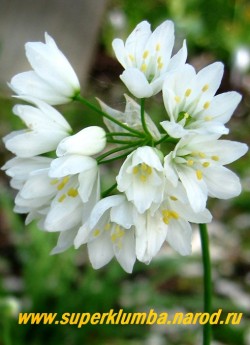 ЛУК ЗЕБДАНСКИЙ (Allium zebdanense)  Соцветие крупным планом. ЦЕНА 200 руб (5 лук)