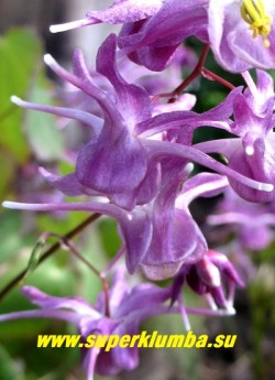 ГОРЯНКА КРУПНОЦВЕТКОВАЯ "Лилафи" (Epimedium grandiflorum "Lilafee") Цветы крупным планом. 300 руб (делёнка)