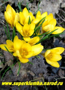 КРОКУС ЗОЛОТИСТЫЙ "Романс" (Crocus chrysanthus "Romans") светло-желтый. Цветет апрель-май, НЕТ В ПРОДАЖЕ