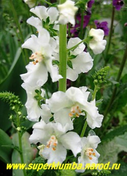 КОРОВЯК гибридный "БЕЛЫЙ" (Verbascum х hybridum) белоснежные цветки собраны в длинные колосовидные соцветия, цветет июнь-июль, высота до 80см, ЦЕНА 300 руб (1 шт)