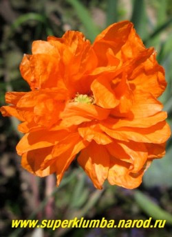 МАК СКАЛОЛОМНЫЙ махровый "Мандариновая драгоценность" (Papaver rupifragum "Double Tangerine Gem"). Цветет все лето с мая до поздней осени ярко-оранжевыми махровыми цветами диаметром 5-7см, Высота цветоносов до 45 см. Цветок цветет один день, но каждое утро раскрываются новые бутоны . ЦЕНА 200 руб (1 шт.)