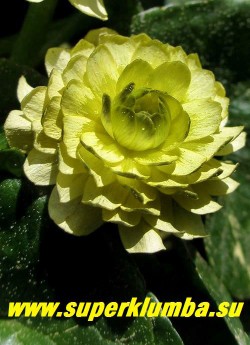ЧИСТЯК ВЕСЕННИЙ «Дабл крем» (Ficaria verna «Double Cream») В начале роспуска цветы салатово-лимонные, в полном роспуске белые с кремовым оттенком. ЦЕНА 500 руб (делёнка)
