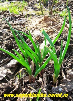 ЛУК МНОГОЯРУСНЫЙ или живородящий (Allium proliferum)  съедобный и вкусный, чрезвычайно оригинальный лук, вместо цветков на нем образуется два-четыре яруса воздушных луковичек, высота до 70 см, неприхотлив, вкусен, чрезвычайно морозоустойчив. НЕТ В ПРОДАЖЕ