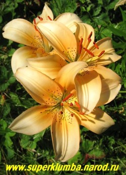 Лилия ЦЕЛИН (Lilium  Celine)  Азиатский гибрид. Цветок нежно- персикового цвета с более насыщенным центром с легким крапом в горле, цв. июль, высота до 70 см., ЦЕНА 200 руб (1 шт)