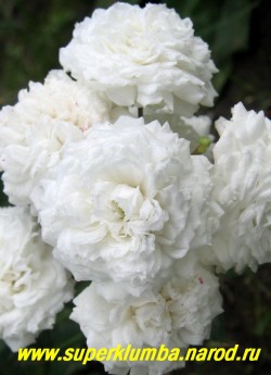 РОЗА "белая почвопокровная". Миниатюрная роза со стелющейся кроной, высота до 25 см, диаметр густомахровых белоснежных цветов 4-5 см, ЦЕНА 400-500 руб (3-5 летка)