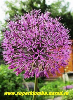 ЛУК ГОЛЛАНДСКИЙ (Allium hollandicum) высокий декоративный лук с пурпурно-сиреневыми цветами собранными в крупные 8-10 см ажурные соцветия на высоких 60-90 см и крепких цветоносах. Срезочный, неприхотливый лук. Цветет в мае-июне. НОВИНКА! ЦЕНА 100 руб (2 лук)