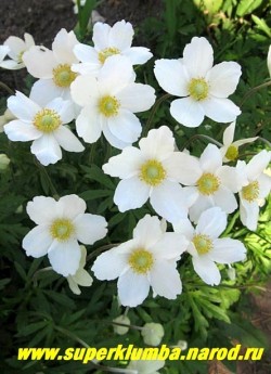 АНЕМОНА  ЛЕСНАЯ (Anemone sylvestris)  многочисленные белоснежные цветы с яркожелтой серединкой диаметром до 8см, высота 30-40 см, цветет с мая-июнь, зимостойка, очень декоративна и неприхотлива, ЦЕНА 200 руб (делёнка)