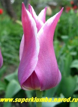 Тюльпан БАЛЛАДА (Tulipa Ballade)  лилиецветный, темно-сиреневый с белой каймой, среднепоздний, высота до 60 см НЕТ В ПРОДАЖЕ