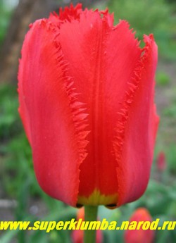 Тюльпан ФРИНДЖЕТ АПЕЛЬДОРН (Tulipa Fringed Apeldoorn) бахромчатый, красный с черной серединой, бокал до 9 см, среднепоздний, высота 50-60 см ЦЕНА 100 руб ( 1 лук)