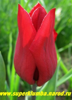 Тюльпан ДЕШИМА (Tulipa Deshima)  класс "триумф", темно красно-малиновый с заостренными кончиками лепестков; дно желтое с черным узором, идеально сохраняющий форму цветка, отличается от ЙОКАГАМы только цветом, высота до 30 см НЕТ В ПРОДАЖЕ
