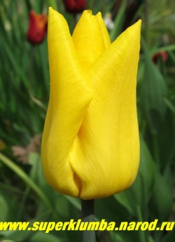 Тюльпан ЙОКАГАМА (Tulipa Yokohama)  класс "триумф", желтый с заостренными кончиками лепестков, идеально сохраняющий форму цветка словно отлитый из воска невысокий тюльпан , высота до 30 см ЦЕНА  60 руб (1 лук).  НЕТ  В ПРОДАЖЕ