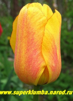 Тюльпан БЬЮТИ ОФ АППЕЛЬДОРН  (Tulipa  Beauty of Apeldoorn) класс "Дарвиновы гибриды", крупный бокал до 11 см, ярко-желтый с тонкими малиновыми штрихами по лепесткам, раскрываются на солнце, высота до 60 см. Среднецветущий, прекрасная срезка. ЦЕНА 100 руб (1 лук)