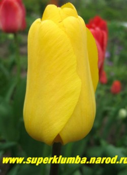 Тюльпан ГОЛДЕН ПАРАД (Tulipa Golden Parade)  класс "Дарвиновы гибриды", ярко-желтый с блестящей черной серединкой, крупный бокал до 11 см, на солнце раскрывается, высота до 60 см, среднецветущий, отличная срезка. ЦЕНА 70 руб (1 лук).