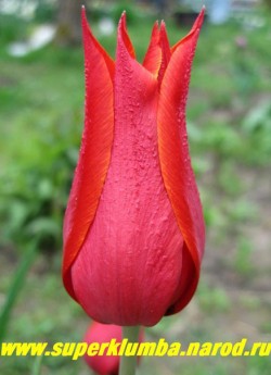 Тюльпан КУИН ОФ ШЕБА (Tulipa Queen of Sheba)  лилиецветный, бордовый с желтой каймой, среднепоздний, высота до 50 см  ЦЕНА 80 руб ( 1 лук)