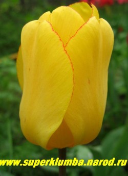 Тюльпан ГОЛДЕН АППЕЛЬДОРН (Tulipa Golden Apeldoorn) класс "Дарвиновы гибриды", очень крупный бокал до 12 см, ярко-желтый с тонким малиновым кантом по краю лепестка и блестящей черной серединкой, на солнце раскрывается, высота до 60 см. среднецветущий, прекрасная срезка  ЦЕНА 70 руб ( 1 лук)