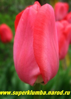 Тюльпан ДИПЛОМАТ (Tulipa Diplomat)  класс "Дарвиновы гибриды", розовокрасный с бело-голубой серединой, бокал сохраняет форму, высота 50-60 см, среднецветущий, прекрасная срезка. ЦЕНА 150 руб (3 лук).