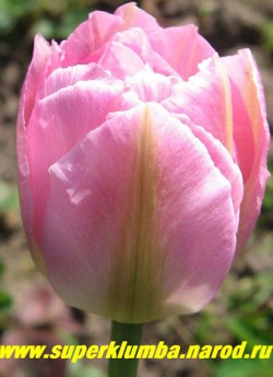 Тюльпан ПИЧ БЛОССОМ (Tulipa Peach Blossom) махровый ранний, очаровательный ярко-розовый тюльпан, высота до 30 см. НЕТ В ПРОДАЖЕ