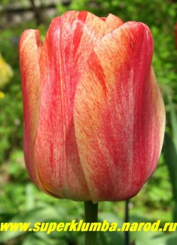 Тюльпан БЬЮТИ ОФ АППЕЛЬДОРН  (Tulipa  Beauty of Apeldoorn) класс "Дарвиновы гибриды", крупный бокал до 11 см, красно-малиновый с тонкими желтыми штрихами по лепесткам, раскрываются на солнце, высота до 60 см.среднецветущий, прекрасная срезка ЦЕНА 100 руб (1 лук)