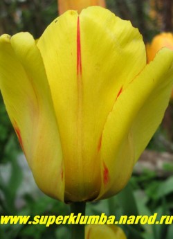Тюльпан ОЛИМПИК ФЛЕЙМ (Tulipa Olimpic Flame) класс "Дарвиновы гибриды", желтый с красной полосой по центру лепестка, бокал до 11см, высота до 60см, среднецветущий, прекрасная срезка. НЕТ В ПРОДАЖЕ