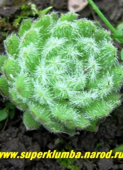 МОЛОДИЛО №9 (Sempervivum arachnoideum) зеленое паутинистое, миниатюрные пушистые розеточки диаметром 3-4 см,   НЕТ В ПРОДАЖЕ