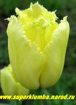 Тюльпан МАЙЯ (Tulipa Maja)  бахромчатый , нежно- желтый, бокал не раскрывается, высота 35-45см, среднепоздний, НЕТ В ПРОДАЖЕ