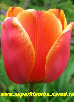 Тюльпан ФОГОТТЕН ДРИМ (Tulipa Forgotten Dream)  класс "триумф", оранжево-красный с золотой полосой по краю лепестков, бокал до 12 см, высота до 60см,  среднепоздний. ЦЕНА 80 руб (1 лук).